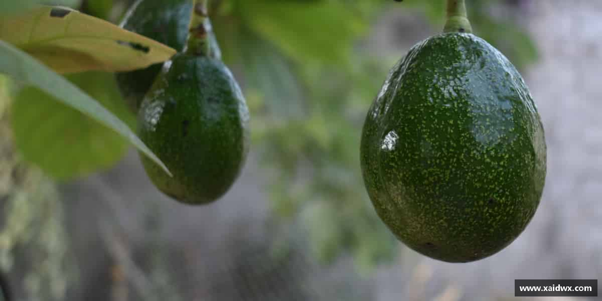 知道yy易游官网